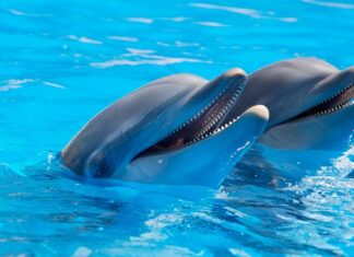 Czy delfiny to ssaki?