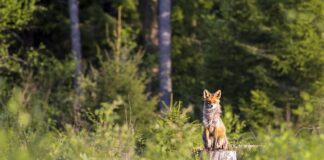 Co zalicza się do ssaków?