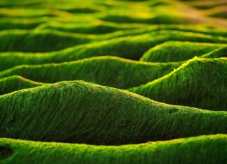 Jakie właściwości wykazują algi?